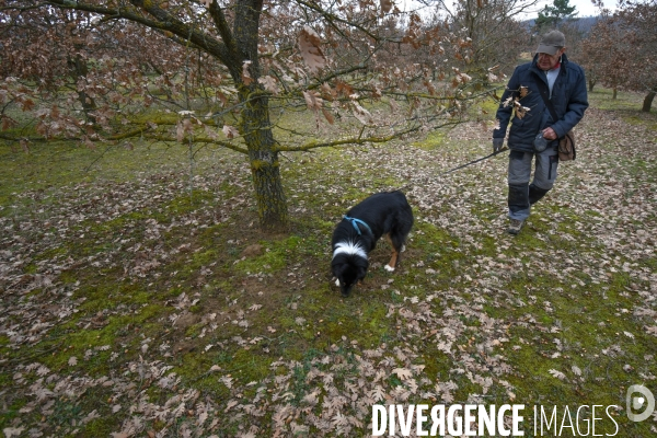 Terroir : La truffe de la Drôme des collines