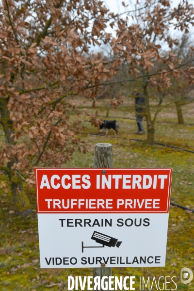 Terroir : La truffe de la Drôme des collines