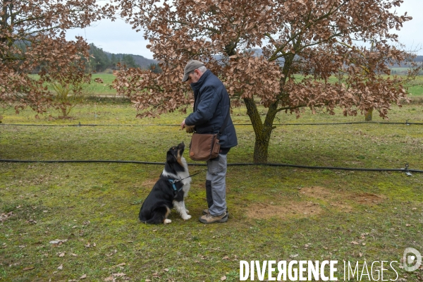 Terroir : La truffe de la Drôme des collines