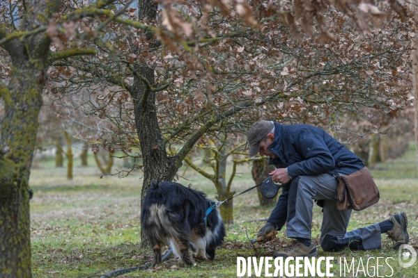 Terroir : La truffe de la Drôme des collines