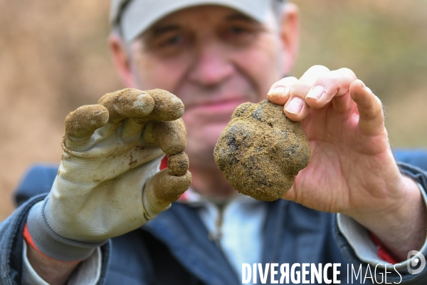 Terroir : La truffe de la Drôme des collines