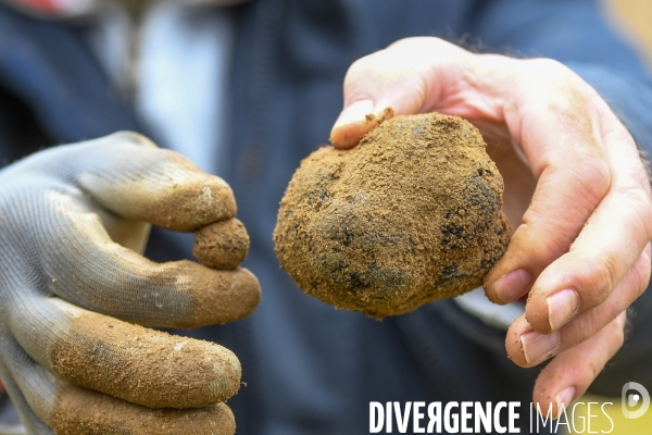 Terroir : La truffe de la Drôme des collines