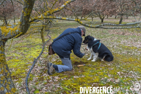 Terroir : La truffe de la Drôme des collines