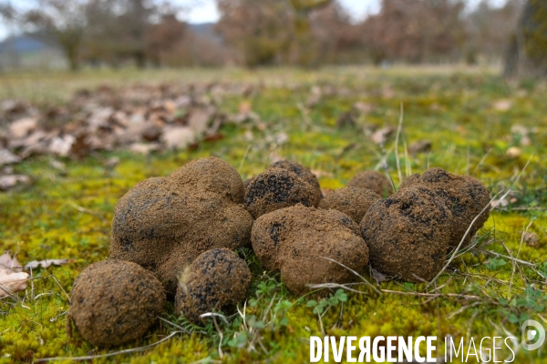 Terroir : La truffe de la Drôme des collines