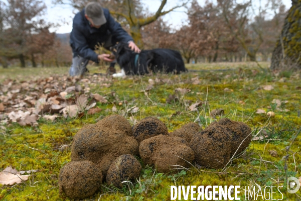 Terroir : La truffe de la Drôme des collines