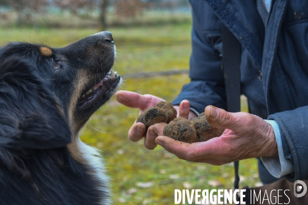 Terroir : La truffe de la Drôme des collines