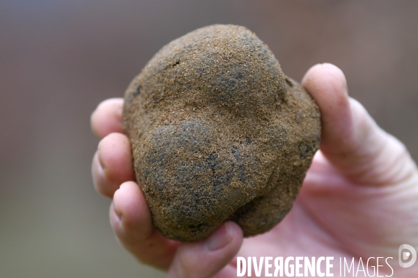 Terroir : La truffe de la Drôme des collines