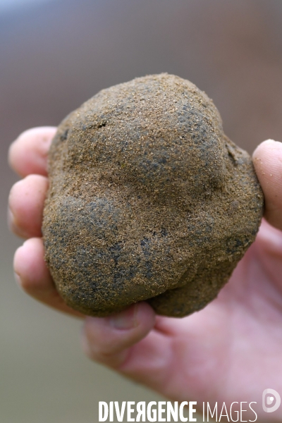 Terroir : La truffe de la Drôme des collines