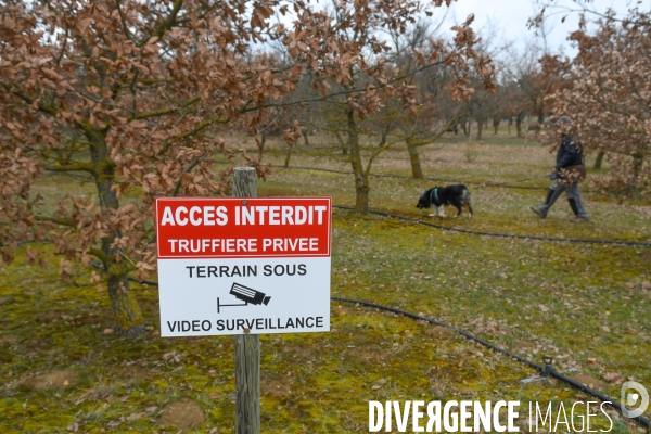 Terroir : La truffe de la Drôme des collines