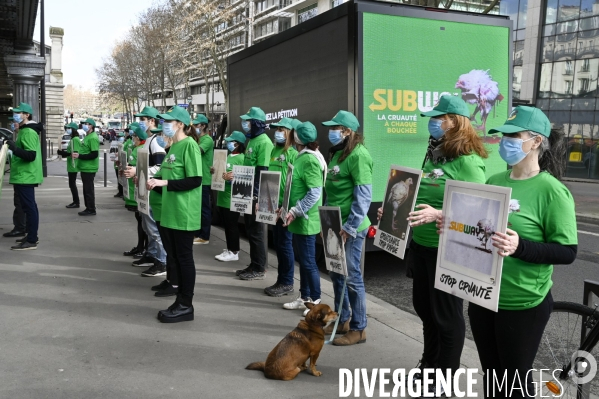Cause animale : Action nationale L214 devant le siège de SUBWAY pour dénoncer les conditions d elevage des poulets de chair. Animals rights, chickens.