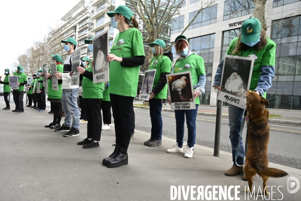 Cause animale : Action nationale L214 devant le siège de SUBWAY pour dénoncer les conditions d elevage des poulets de chair. Animals rights, chickens.