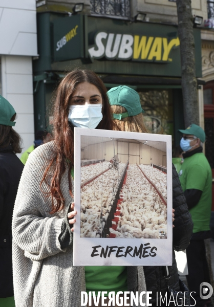 Cause animale : Action nationale L214 devant le siège de SUBWAY pour dénoncer les conditions d elevage des poulets de chair. Animals rights, chickens.