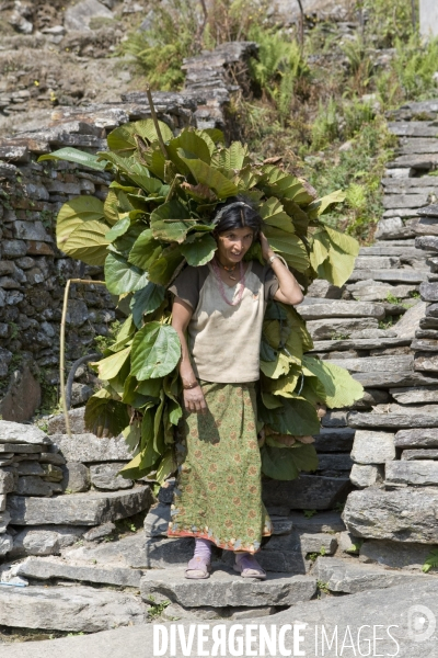 Nepal