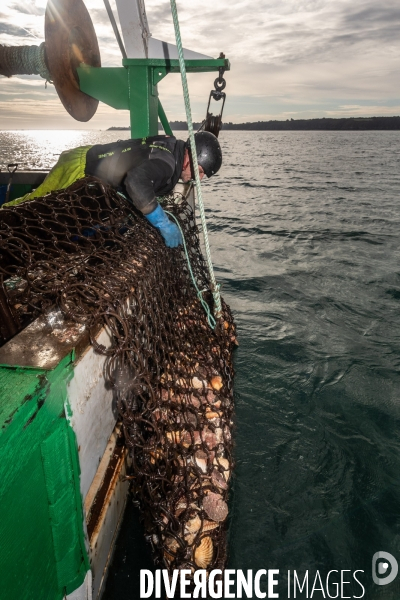 Peche coquille saint jacques a saint quay portrieux