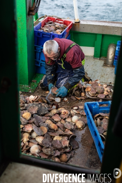 Peche coquille saint jacques a saint quay portrieux