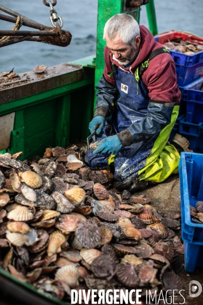 Peche coquille saint jacques a saint quay portrieux