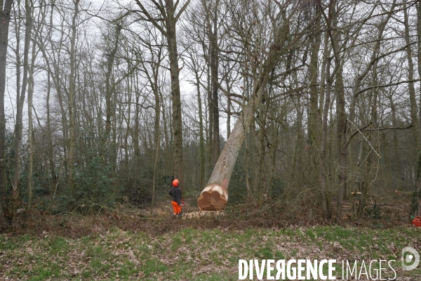 Des Chênes pour la charpente de Notre-Dame