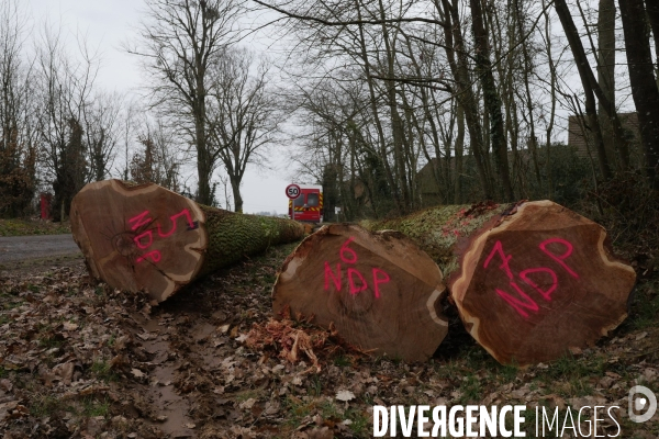 Des Chênes pour la charpente de Notre-Dame