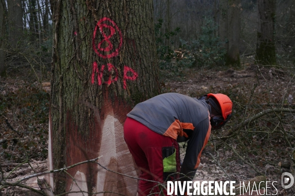 Des Chênes pour la charpente de Notre-Dame