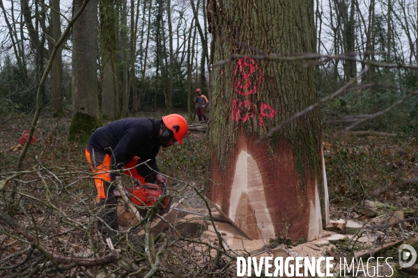 Des Chênes pour la charpente de Notre-Dame