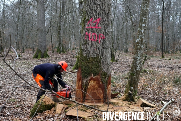 Des Chênes pour la charpente de Notre-Dame