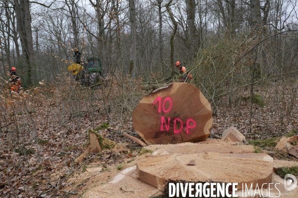 Des Chênes pour la charpente de Notre-Dame