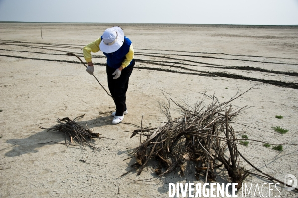 Désertification, région de Chagannor, Mongolie Intérieure, Chine - Desertification, Chagannor area, Inner Mongolia, China