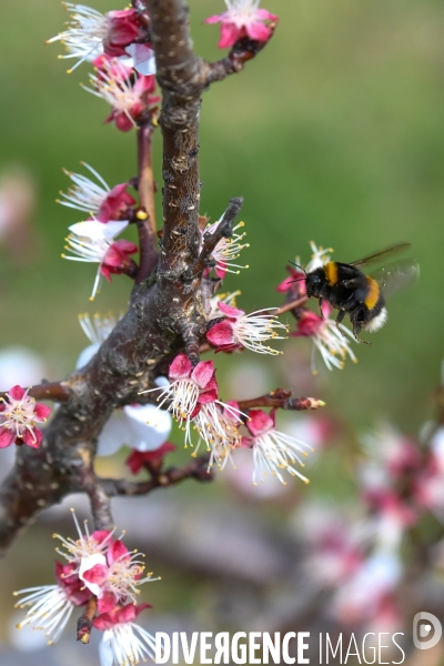 Arboriculture: L éclaircissage des abricotiers