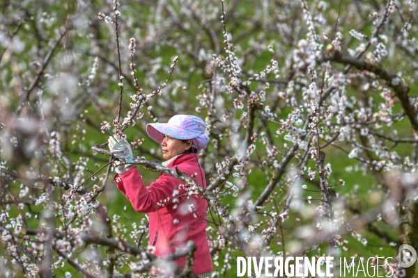 Arboriculture: L éclaircissage des abricotiers