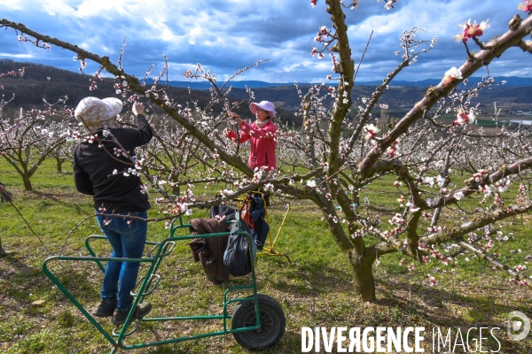 Arboriculture: L éclaircissage des abricotiers