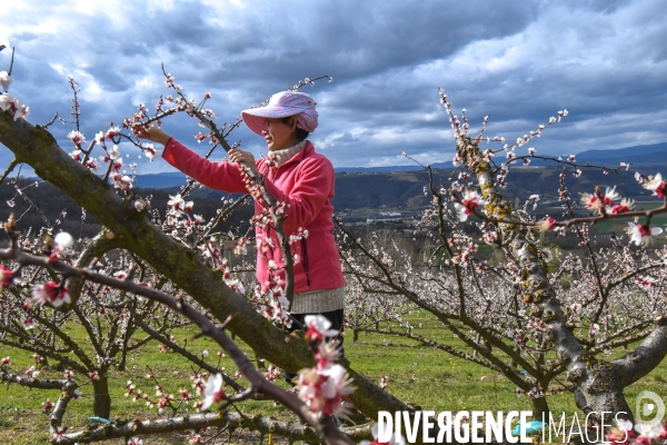 Arboriculture: L éclaircissage des abricotiers