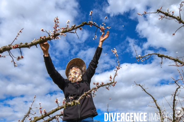 Arboriculture: L éclaircissage des abricotiers