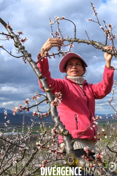 Arboriculture: L éclaircissage des abricotiers