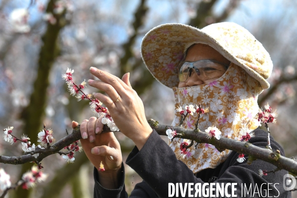 Arboriculture: L éclaircissage des abricotiers