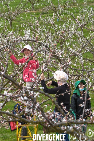 Arboriculture: L éclaircissage des abricotiers