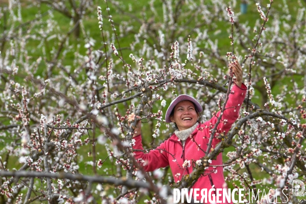 Arboriculture: L éclaircissage des abricotiers