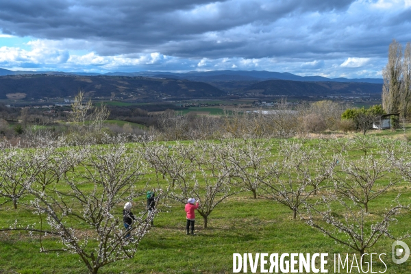 Arboriculture: L éclaircissage des abricotiers