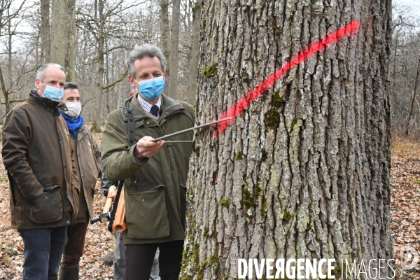 Un chêne centenaire, de la forêt de Chambord, pour reconstruire Notre-Dame de Paris