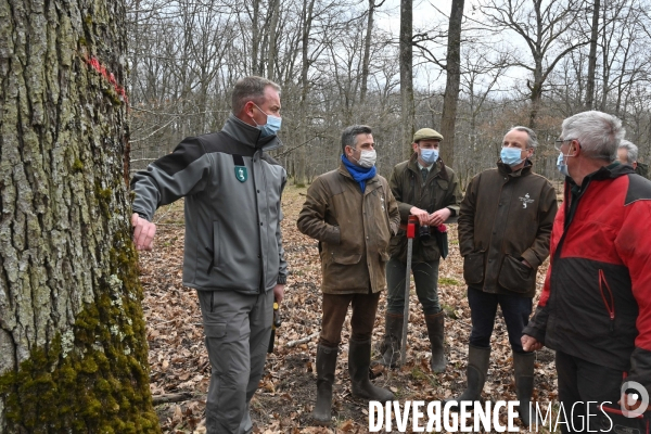 Un chêne centenaire, de la forêt de Chambord, pour reconstruire Notre-Dame de Paris