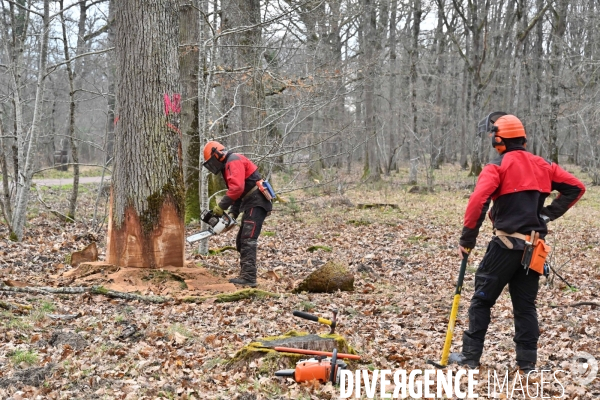 Un chêne centenaire, de la forêt de Chambord, pour reconstruire Notre-Dame de Paris