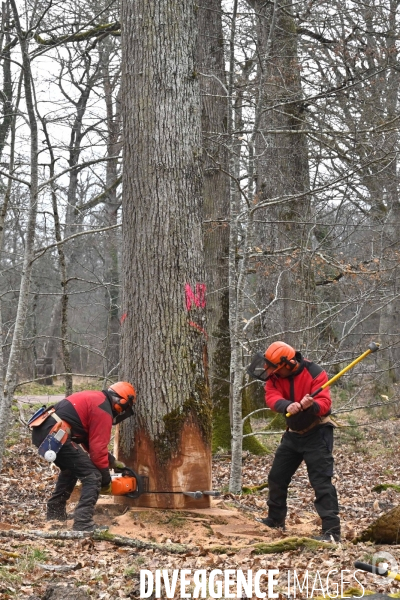 Un chêne centenaire, de la forêt de Chambord, pour reconstruire Notre-Dame de Paris