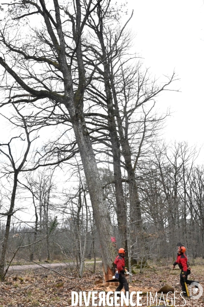 Un chêne centenaire, de la forêt de Chambord, pour reconstruire Notre-Dame de Paris