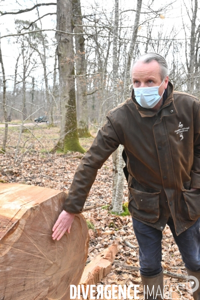 Un chêne centenaire, de la forêt de Chambord, pour reconstruire Notre-Dame de Paris