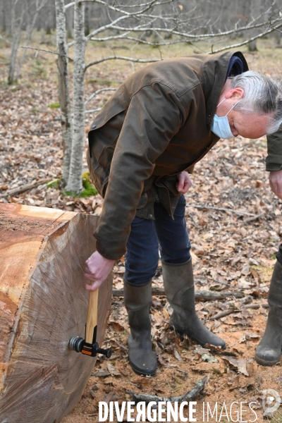 Un chêne centenaire, de la forêt de Chambord, pour reconstruire Notre-Dame de Paris