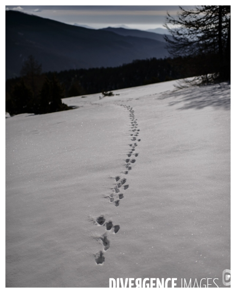 Le long de la Transbassealpine Digne Nice Printemps 2021