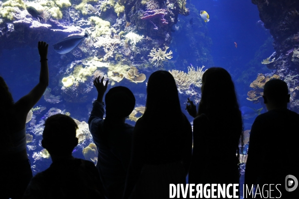 Monaco le 4/08/2020 de jeunes gens originaires de quartiers populaires de Cannes La Bocca dans une colonie apprenante de Cap  d Ail participent à une visite du musée oceanographique de Monaco. Une partie du groupe devant un des aquariums du musée.