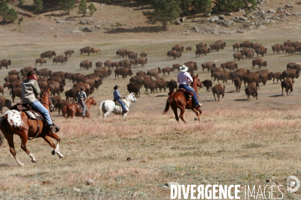 South Dakota Buffalo Round Up