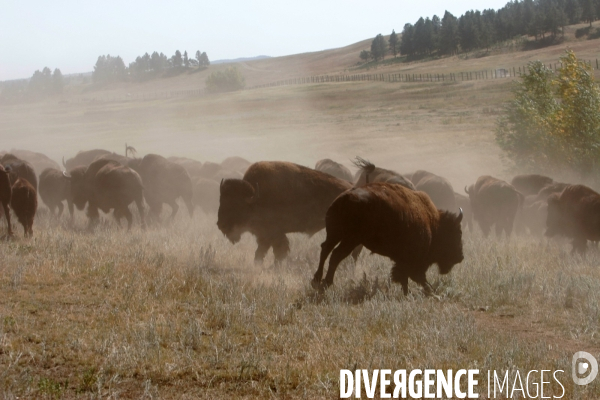 South Dakota Buffalo Round Up