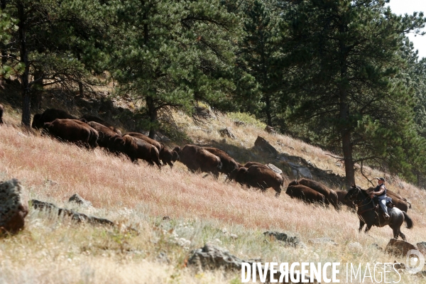 South Dakota Buffalo Round Up