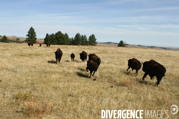 South Dakota Buffalo Round Up